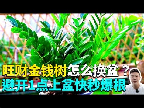 金錢樹室內|【室內金錢樹】新手必看！室內金錢樹照顧四大要點，讓你的招財。